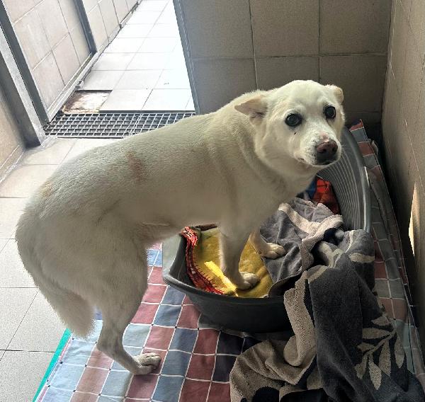 FOX CAGNOLINO TRISTE Foto 3